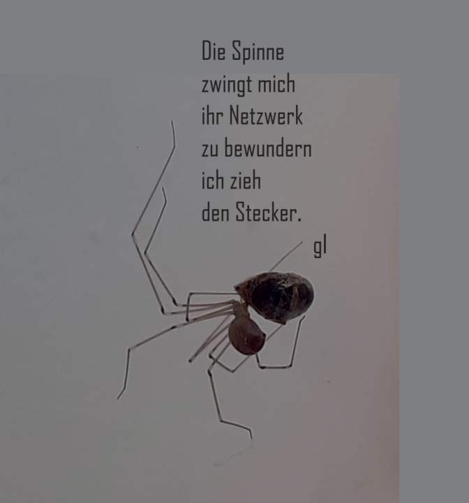 Die Spinne