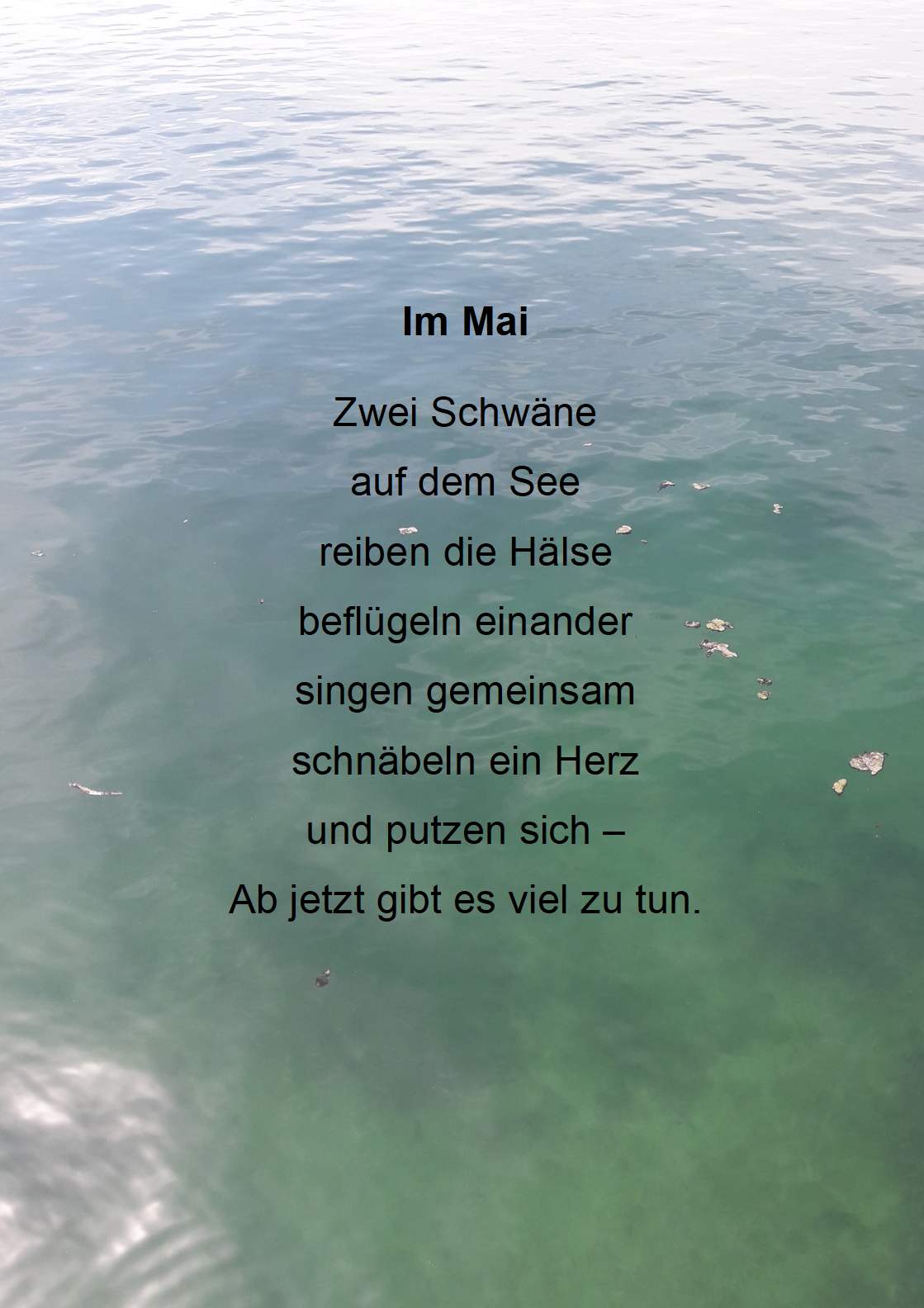 Zwei Schwäne auf dem See 