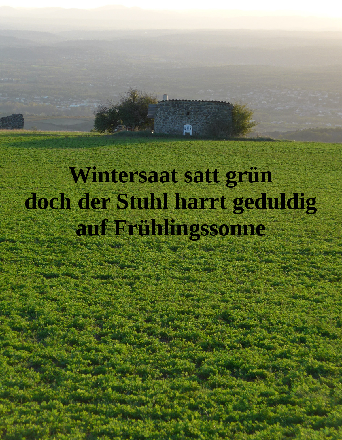 Wintersaat satt grün doch der Stuhl harrt geduldig auf Frühlingssonne